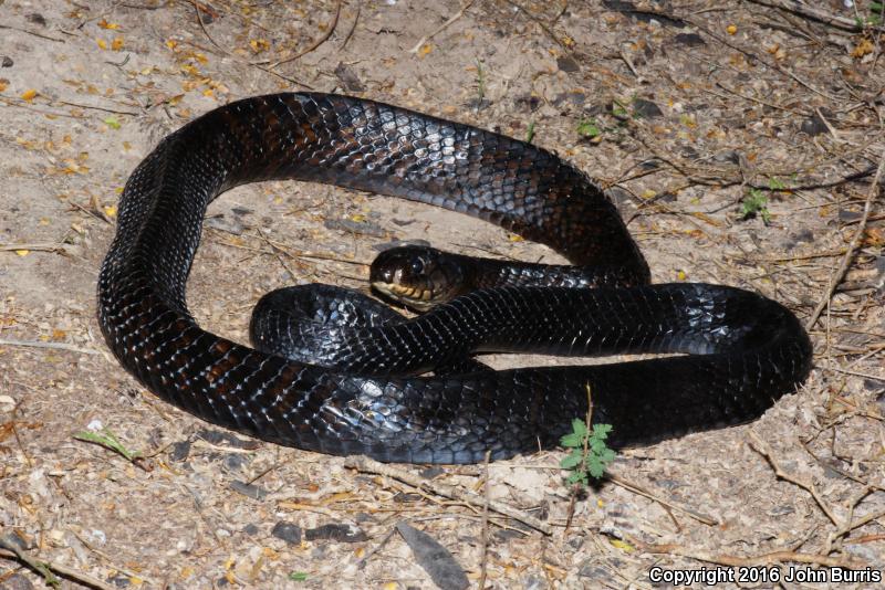 Texas Indigo Snake (Drymarchon melanurus erebennus)