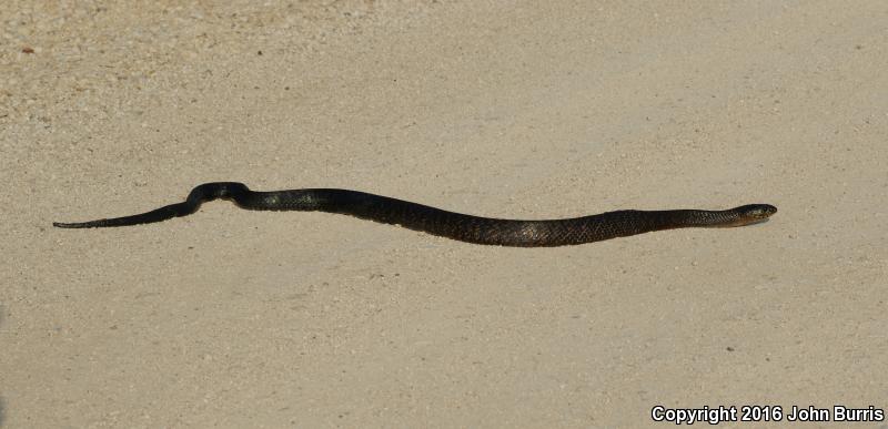 Texas Indigo Snake (Drymarchon melanurus erebennus)