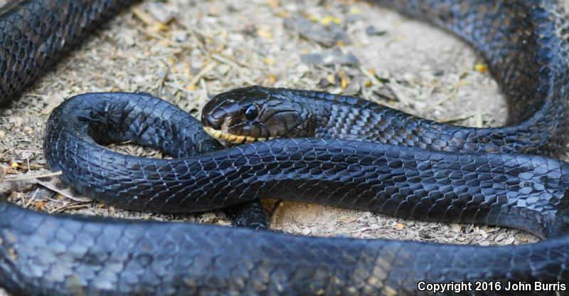 Texas Indigo Snake (Drymarchon melanurus erebennus)