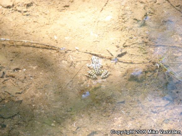 Pickerel Frog (Lithobates palustris)