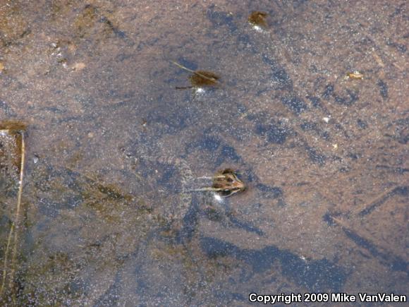 Pickerel Frog (Lithobates palustris)