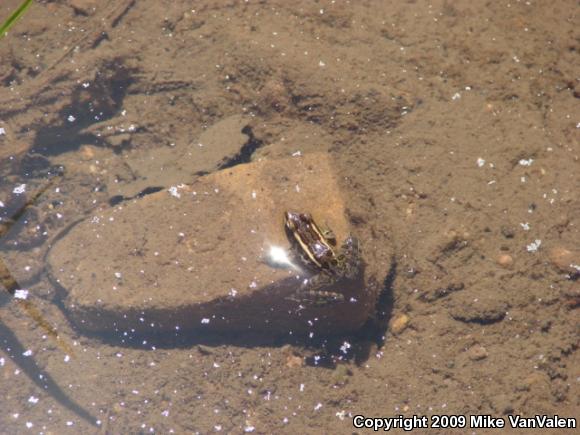 Pickerel Frog (Lithobates palustris)