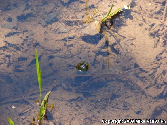 Northern Green Frog (Lithobates clamitans melanota)