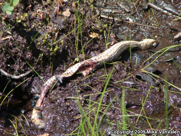 Northern Watersnake (Nerodia sipedon sipedon)