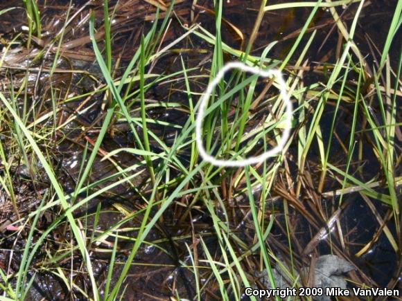 Northern Watersnake (Nerodia sipedon sipedon)