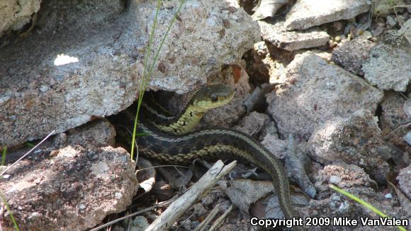 Eastern Gartersnake (Thamnophis sirtalis sirtalis)