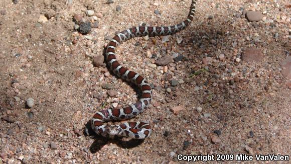 Eastern Milksnake (Lampropeltis triangulum triangulum)