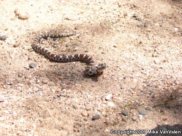 Eastern Milksnake (Lampropeltis triangulum triangulum)