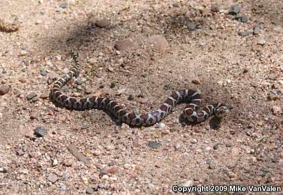 Eastern Milksnake (Lampropeltis triangulum triangulum)