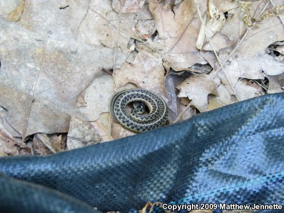 Eastern Gartersnake (Thamnophis sirtalis sirtalis)