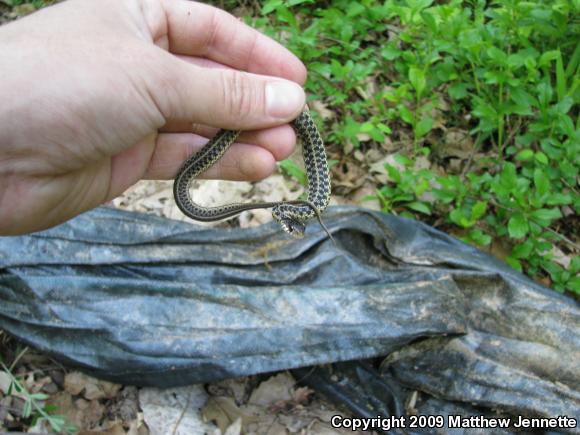 Eastern Gartersnake (Thamnophis sirtalis sirtalis)