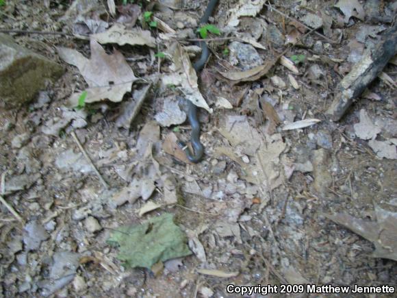 Northern Ring-necked Snake (Diadophis punctatus edwardsii)