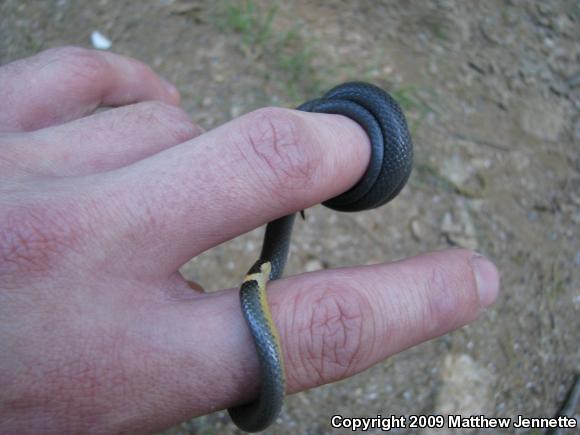 Northern Ring-necked Snake (Diadophis punctatus edwardsii)