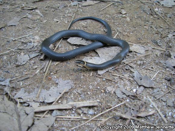 Northern Ring-necked Snake (Diadophis punctatus edwardsii)