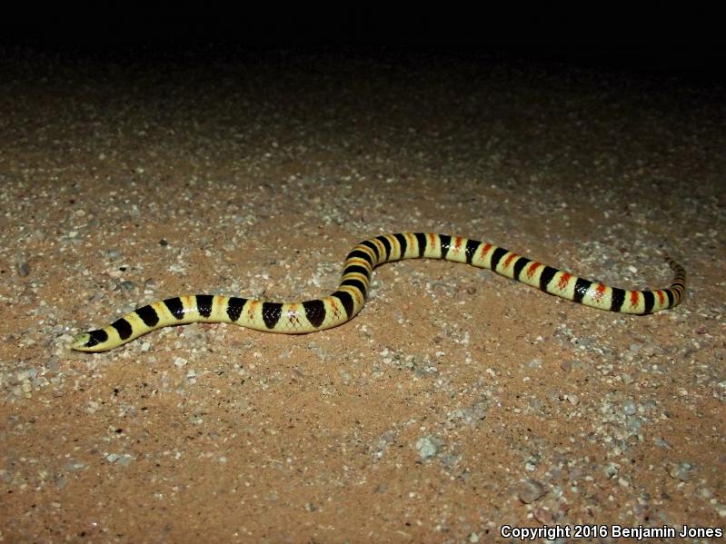 Tucson Shovel-nosed Snake (Chionactis occipitalis klauberi)