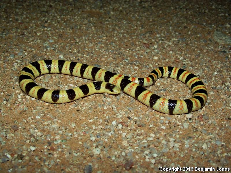 Tucson Shovel-nosed Snake (Chionactis occipitalis klauberi)