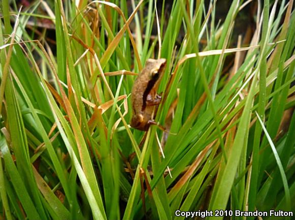 Little Grass Frog (Pseudacris ocularis)