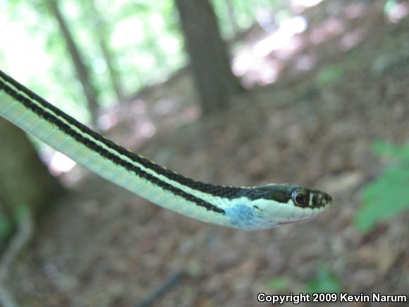 Orange-striped Ribbonsnake (Thamnophis proximus proximus)