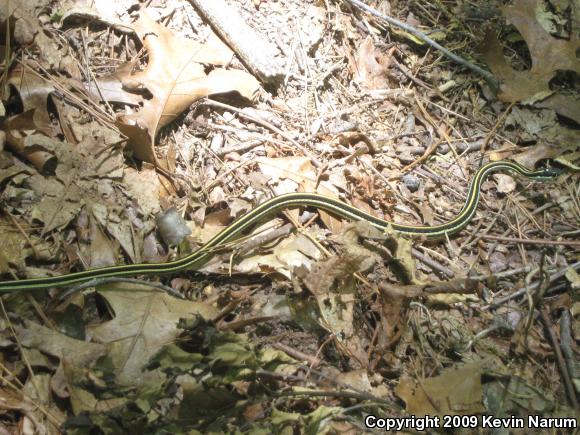 Orange-striped Ribbonsnake (Thamnophis proximus proximus)