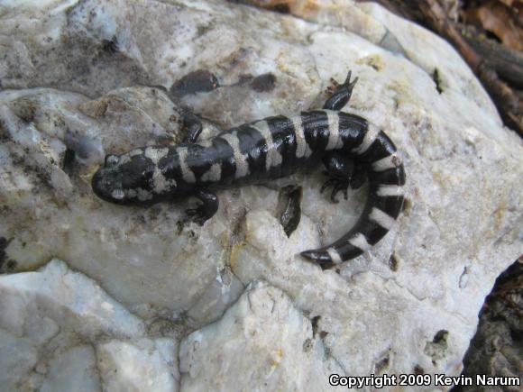 Marbled Salamander (Ambystoma opacum)