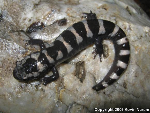 Marbled Salamander (Ambystoma opacum)