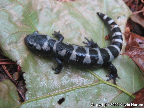 Marbled Salamander (Ambystoma opacum)