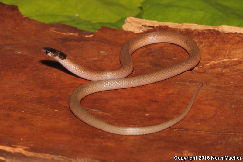 Central Florida Crowned Snake (Tantilla relicta neilli)