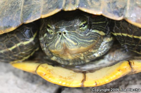 Red-eared Slider (Trachemys scripta elegans)