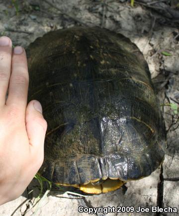 Red-eared Slider (Trachemys scripta elegans)