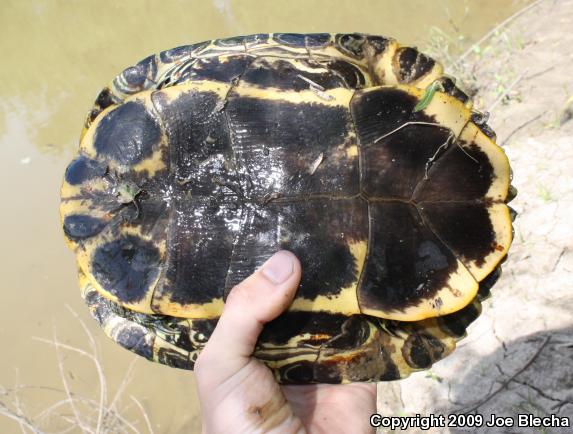 Red-eared Slider (Trachemys scripta elegans)