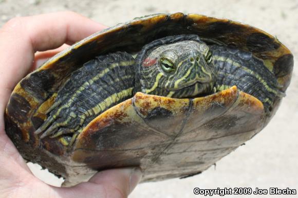 Red-eared Slider (Trachemys scripta elegans)