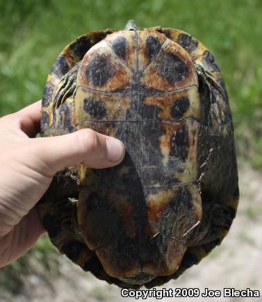 Red-eared Slider (Trachemys scripta elegans)