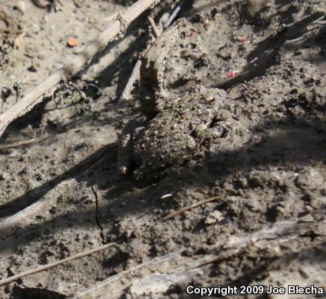 Blanchard's Cricket Frog (Acris crepitans blanchardi)