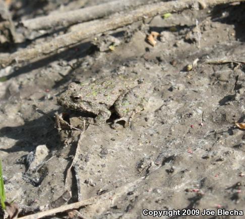 Blanchard's Cricket Frog (Acris crepitans blanchardi)