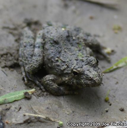 Blanchard's Cricket Frog (Acris crepitans blanchardi)