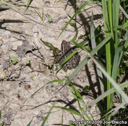 Plains Leopard Frog (Lithobates blairi)