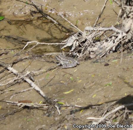 Plains Leopard Frog (Lithobates blairi)