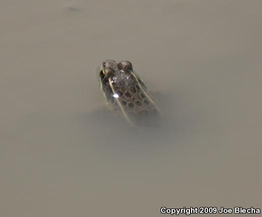 Plains Leopard Frog (Lithobates blairi)