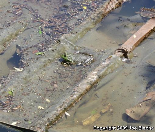 American Bullfrog (Lithobates catesbeianus)