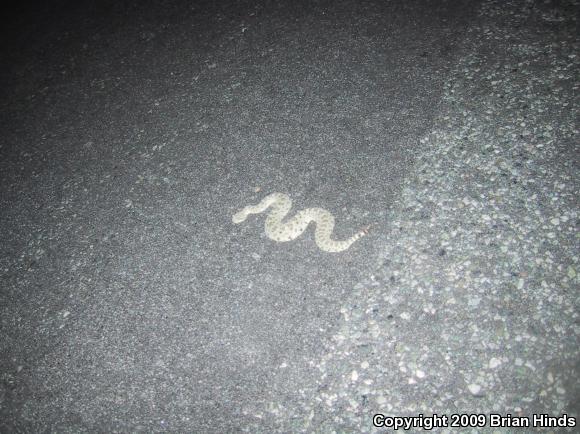 Colorado Desert Sidewinder (Crotalus cerastes laterorepens)