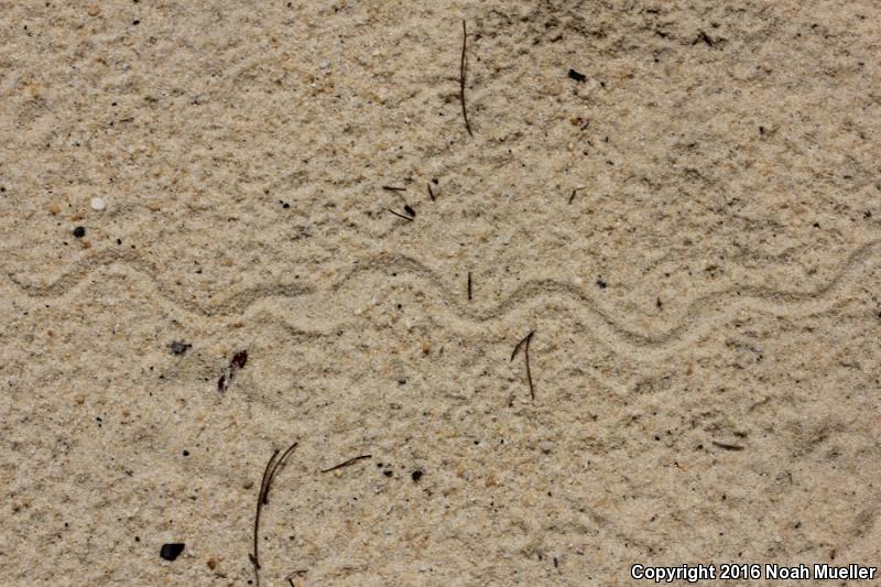 Sand Skink (Plestiodon reynoldsi)