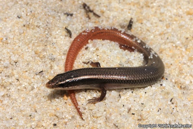 Peninsula Mole Skink (Plestiodon egregius onocrepis)