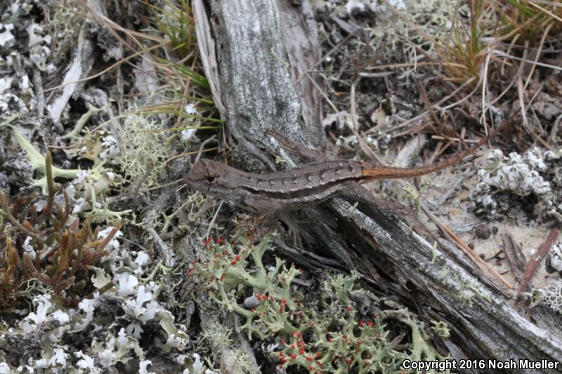 Florida Scrub Lizard (Sceloporus woodi)