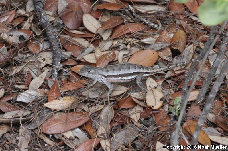 Florida Scrub Lizard (Sceloporus woodi)