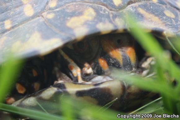 Ornate Box Turtle (Terrapene ornata ornata)