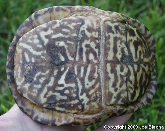 Ornate Box Turtle (Terrapene ornata ornata)