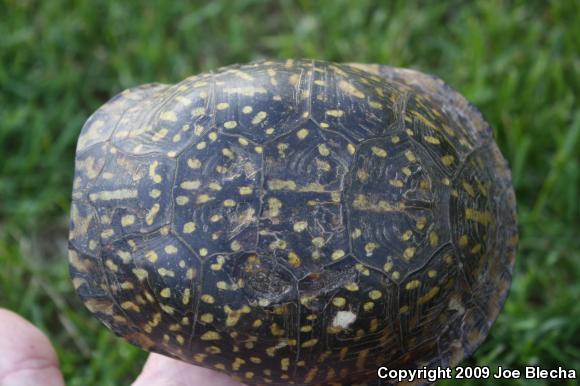 Ornate Box Turtle (Terrapene ornata ornata)