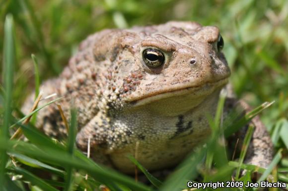 Eastern American Toad (Anaxyrus americanus americanus)