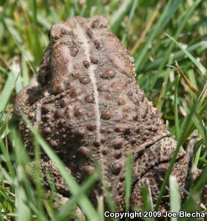 Eastern American Toad (Anaxyrus americanus americanus)