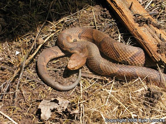 Northern  Copperhead (Agkistrodon contortrix mokasen)